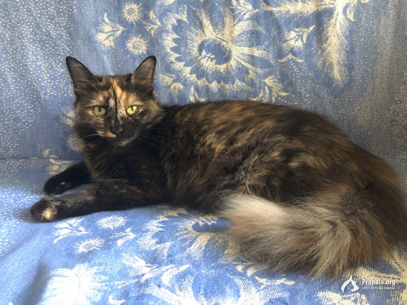 Пропала кошка