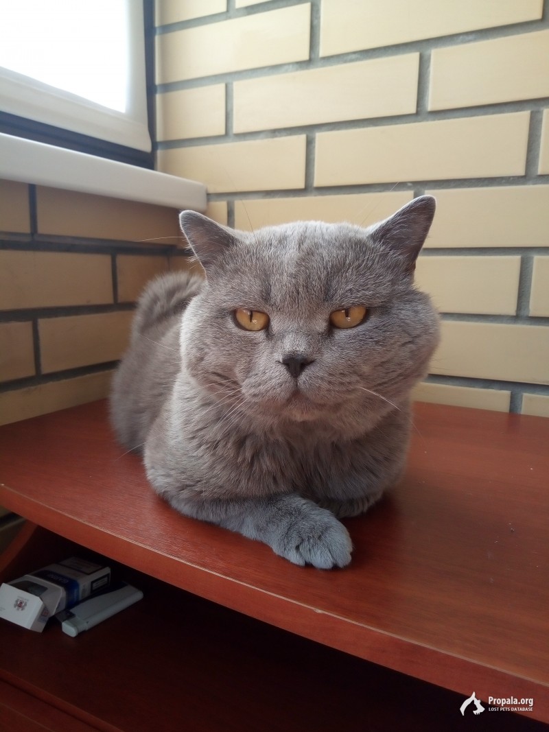 Пропал кот Тимофей