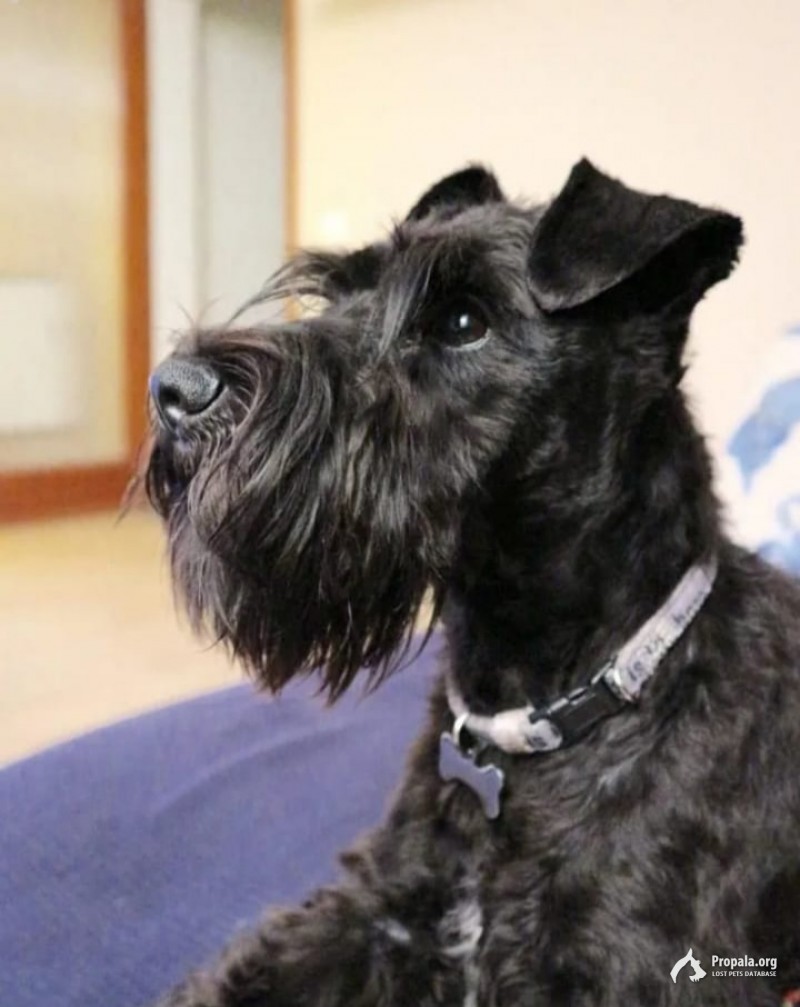 Пропала собака