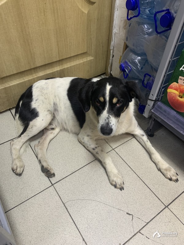 Найдена собака кобель