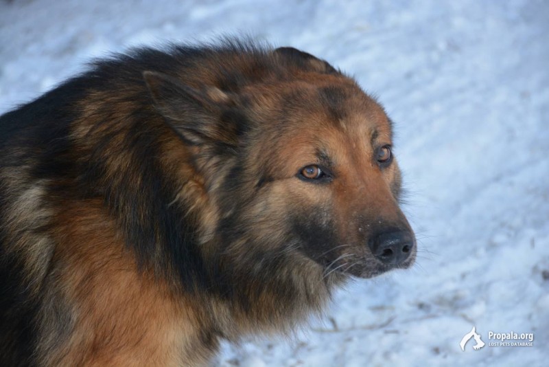 Убежала собака