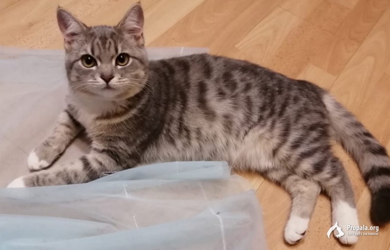 Пропала кошка!