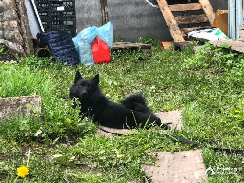 Пропала собака!