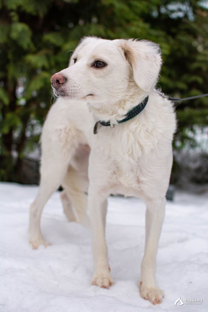 Ищем Баффи! Потерлась в районе Ангарских прудов