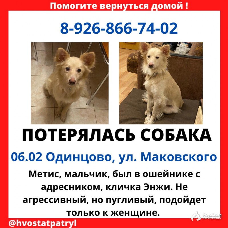 Пропал пёс  Энжи
