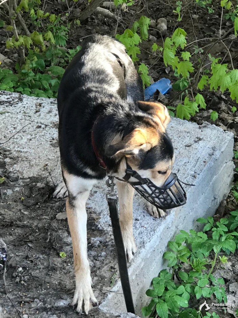 Найдена собака