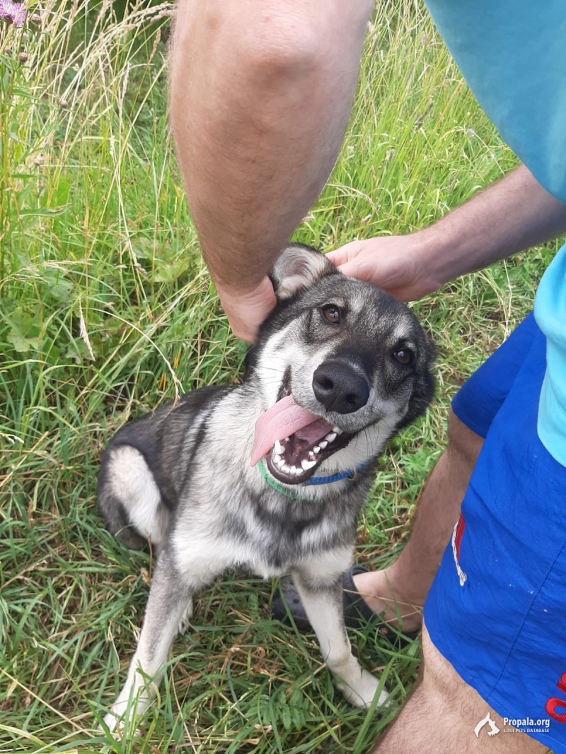 Найдена собака в Сергиево-Посадском р-не