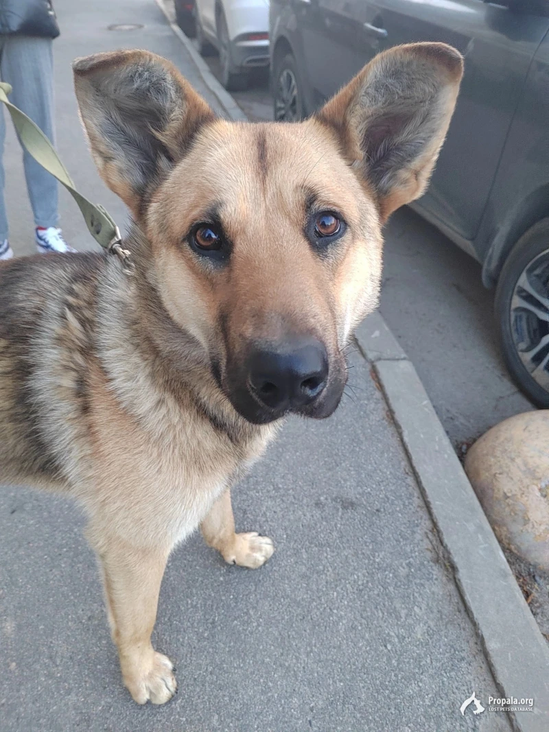 04.05 23г на пр Наставников 29  найдена собака