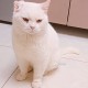 Кот в добрые руки (СРОЧНО)