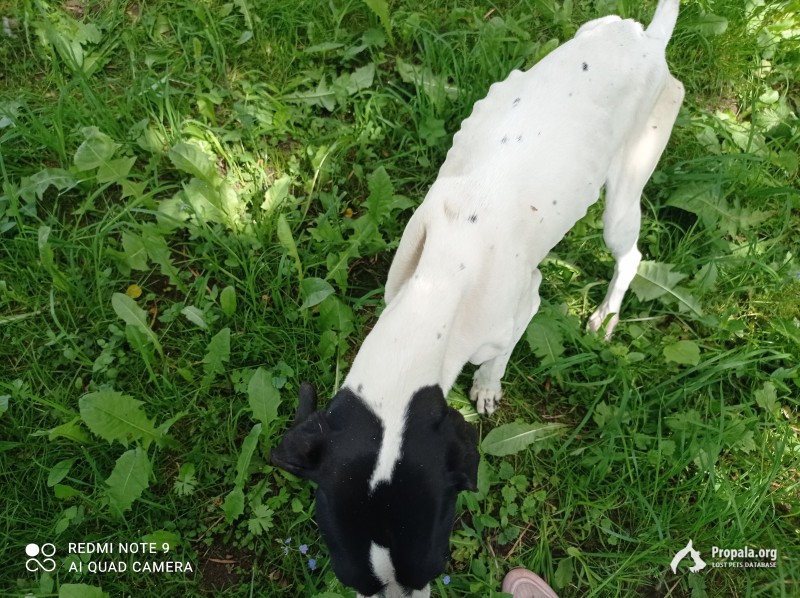 Найдена собака,сука охотничья