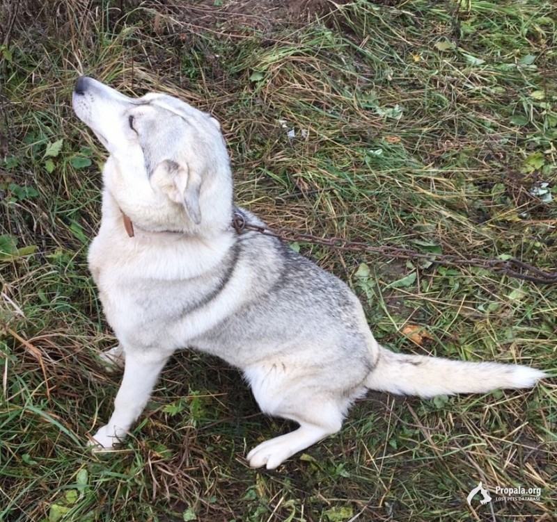 Нашли Лайку