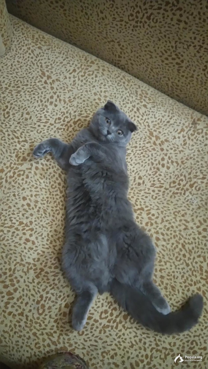 Пропала лубимица семьи  Василиса.