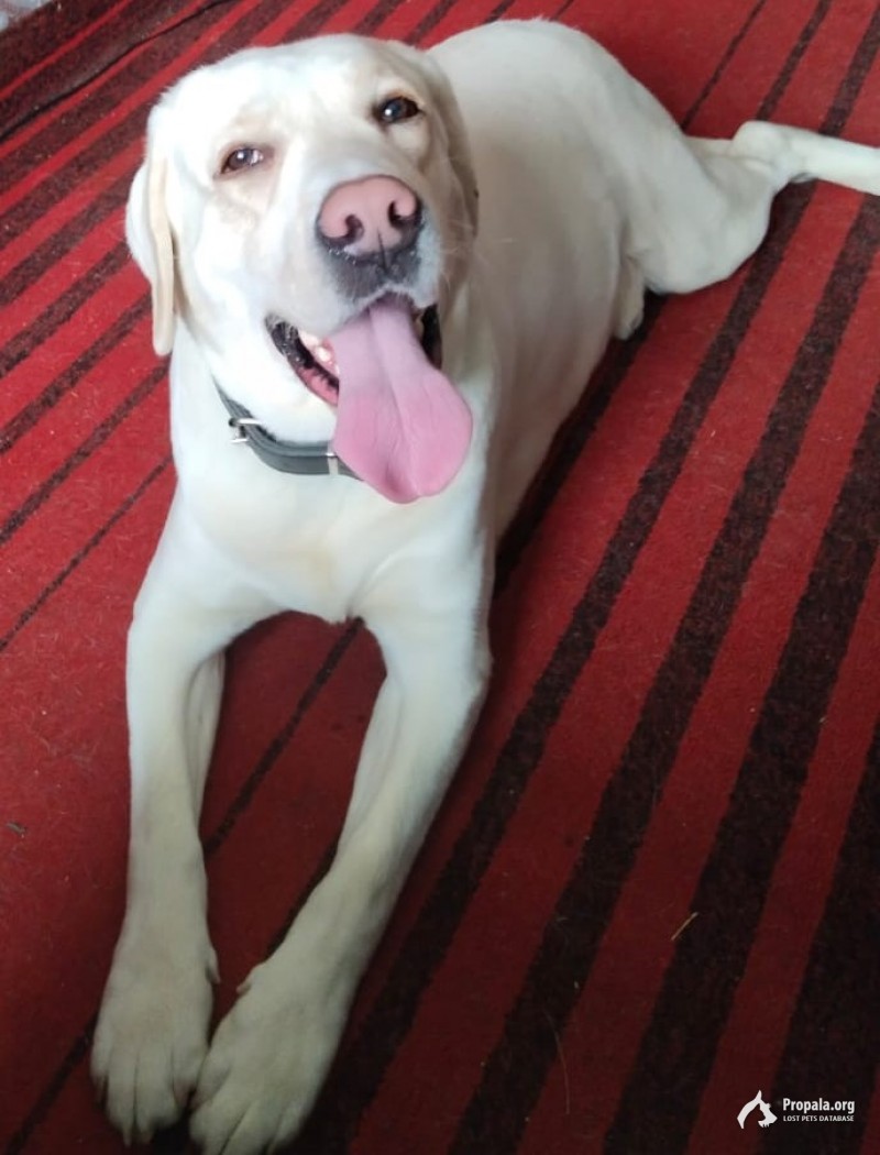 Нашли собаку белый Лабрадор