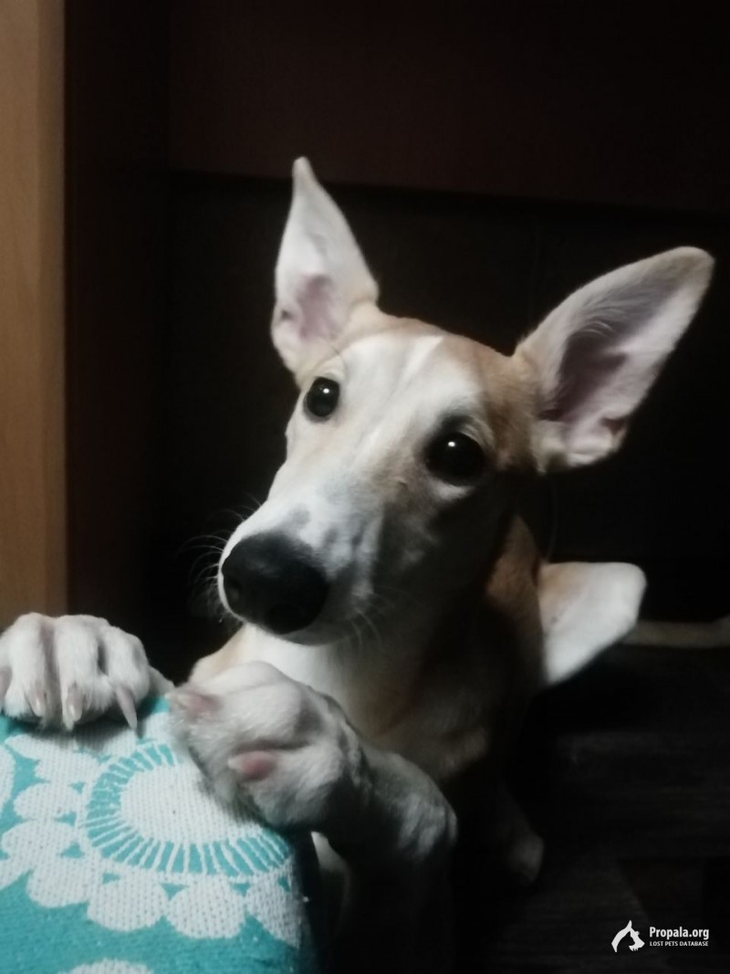 ПРОПАЛ ЩЕНОК 4 МЕСЯЦА