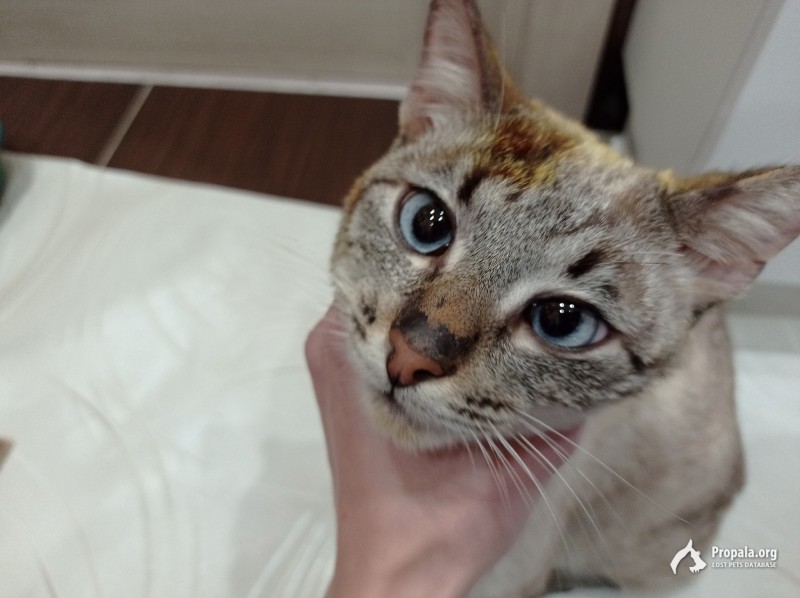 Найден тайский (сиамский) кот в дашках