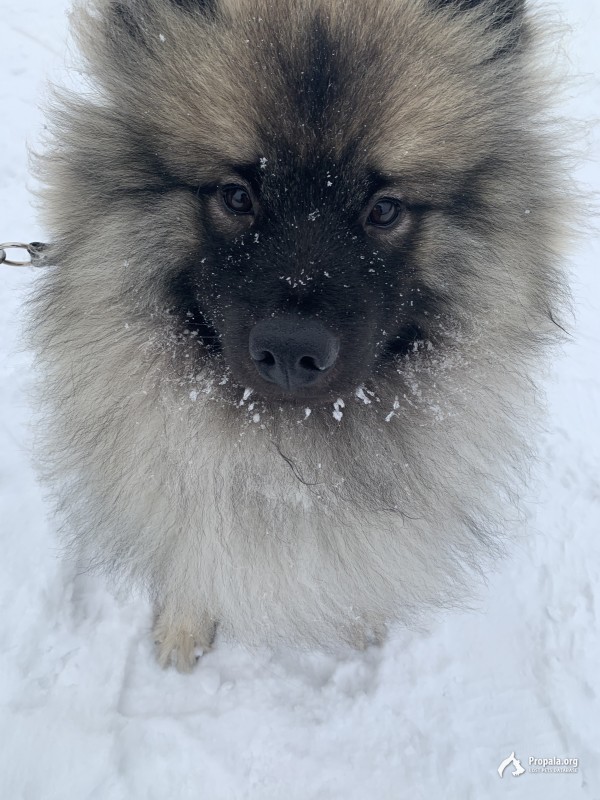 Пропала собака Немецкий шпиц