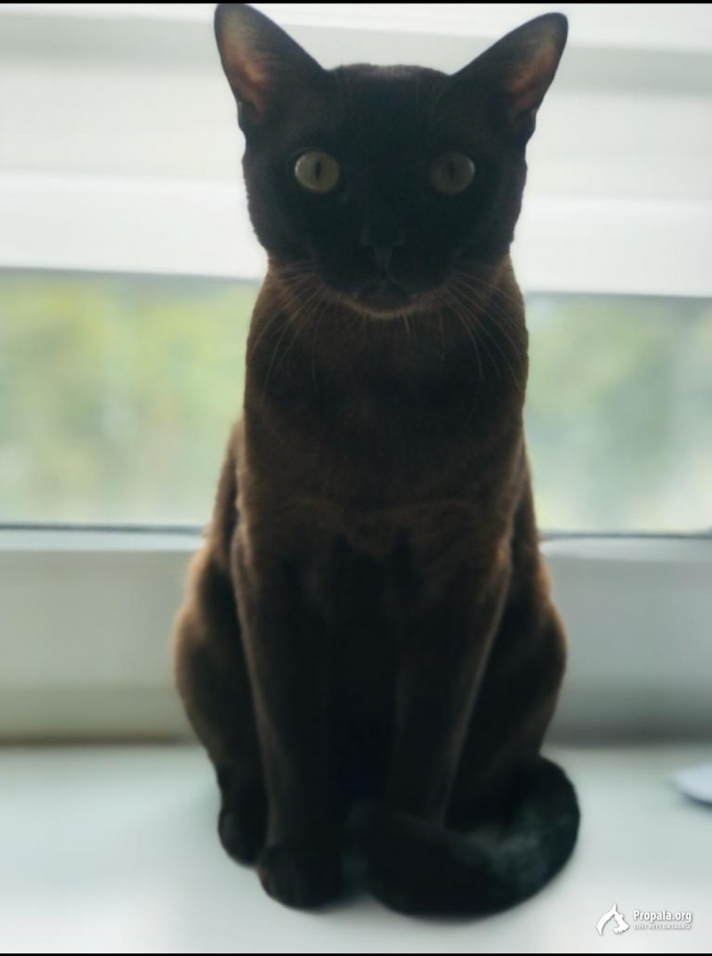 Пропал кот бурма черный - Лекс