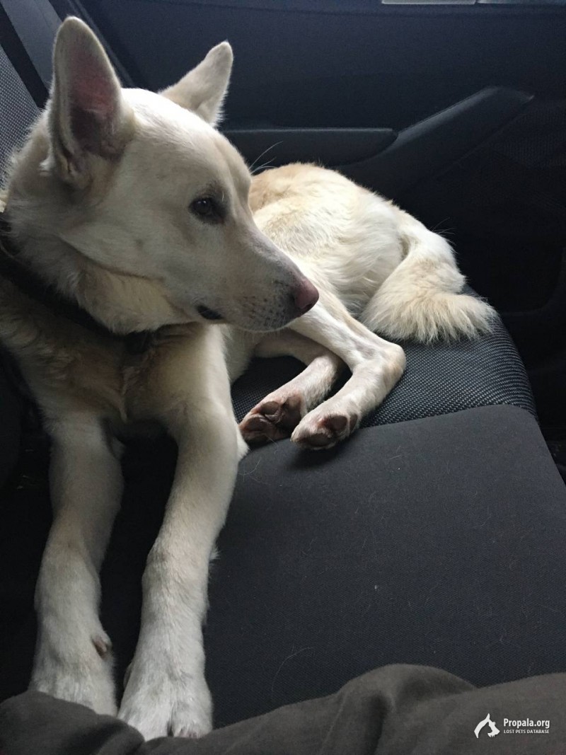 Найден молодой бежевый пёс в Берёзовке