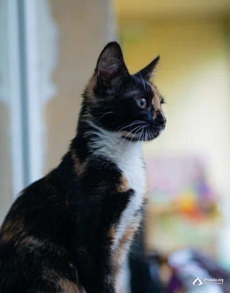 Шанежка на счастье!