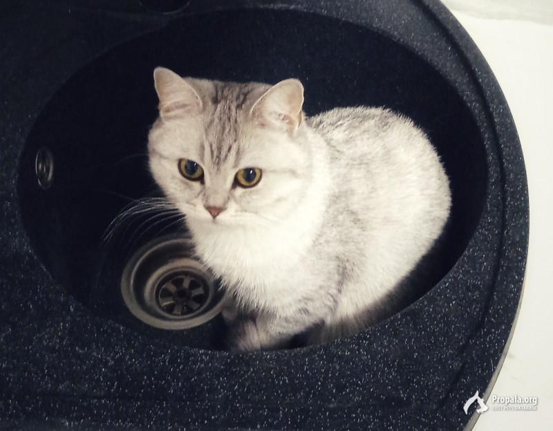 Найдена кошка.