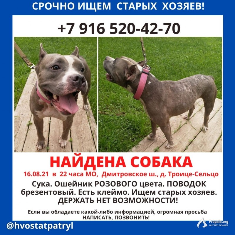 Найдена собака