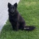 Пропала собака