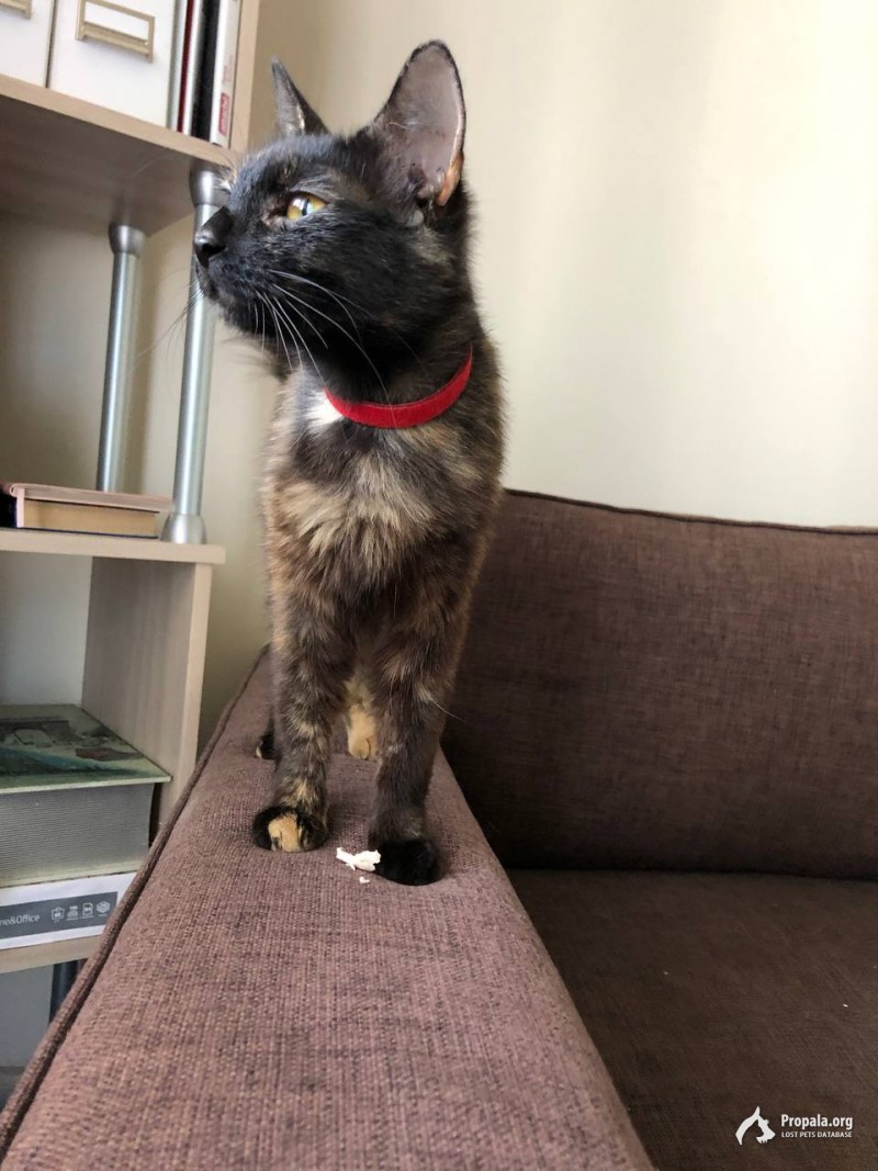 Найдена кошка, на шее красный ошейник