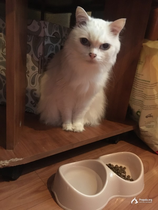 Химки. Найдена Кошка!