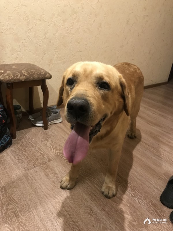 Найден золотистый лабрадор