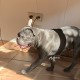 Найден французский бульдог