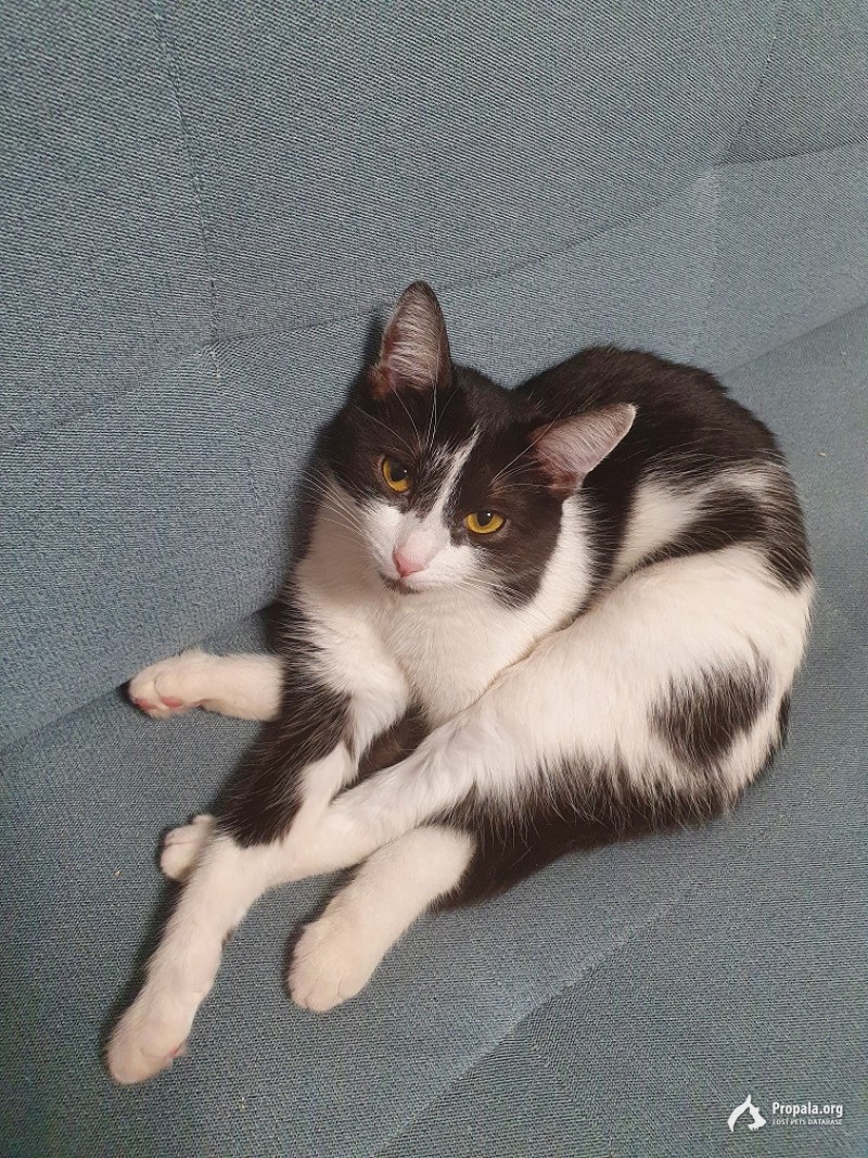 Пропала черно-белая кошка