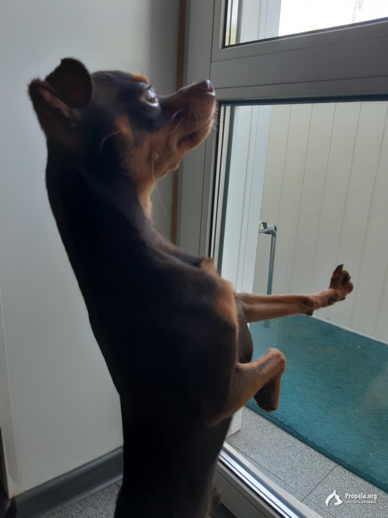 Москва. Найден русский той-терьер, мальчик.