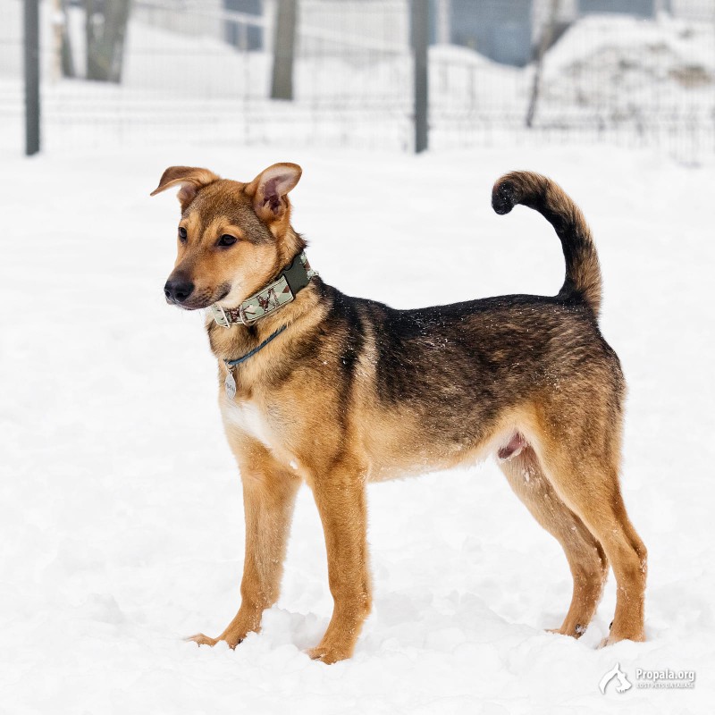 Очаровательный рыжий ищет добрые руки