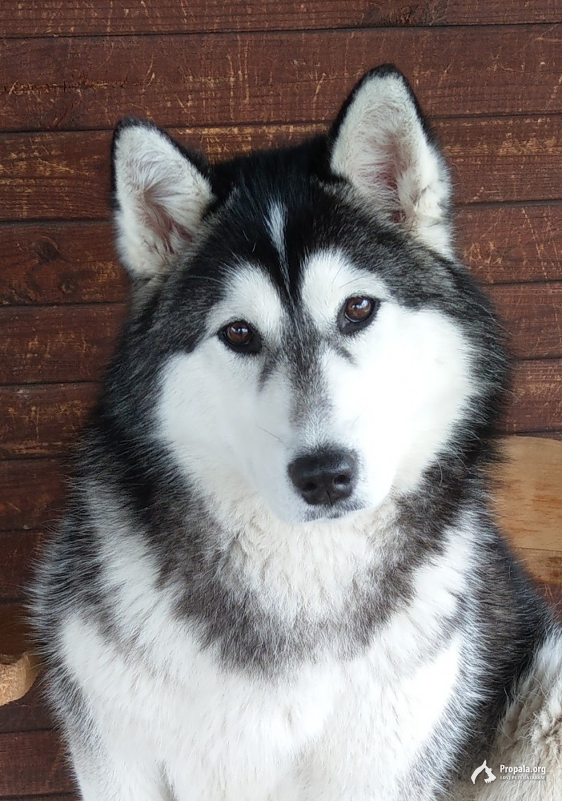 Пропала самка метис хаски-маламут в Чеховском районе