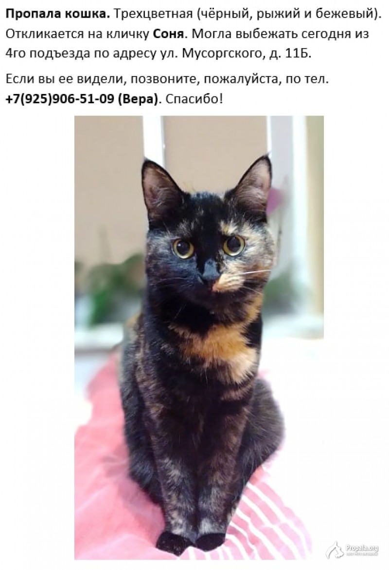 Потерялась кошка 26.07.22. Москва, м. Отрадное