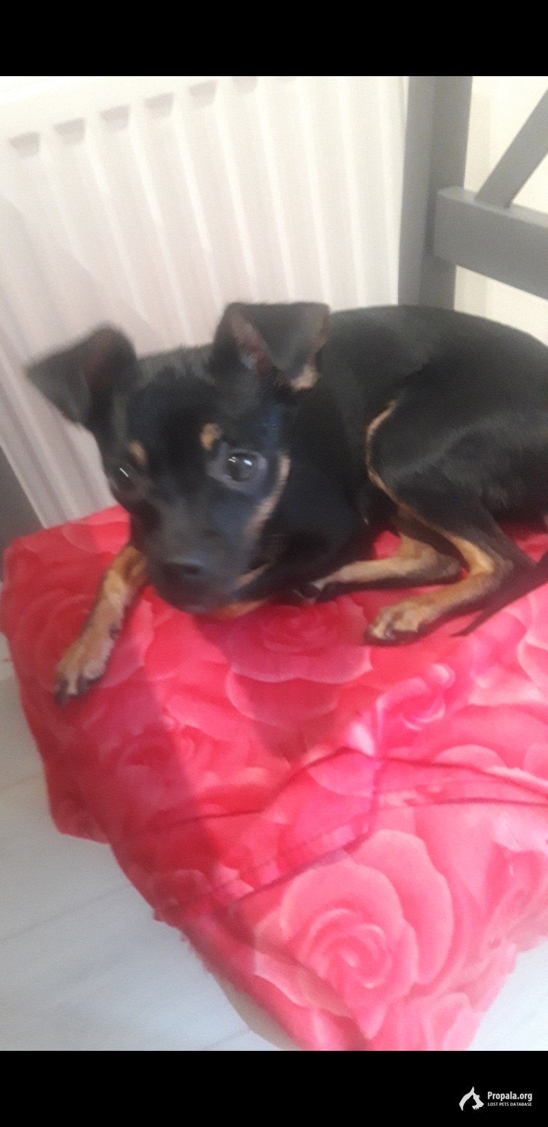 Потерялась собака той терьер 10 месяцев