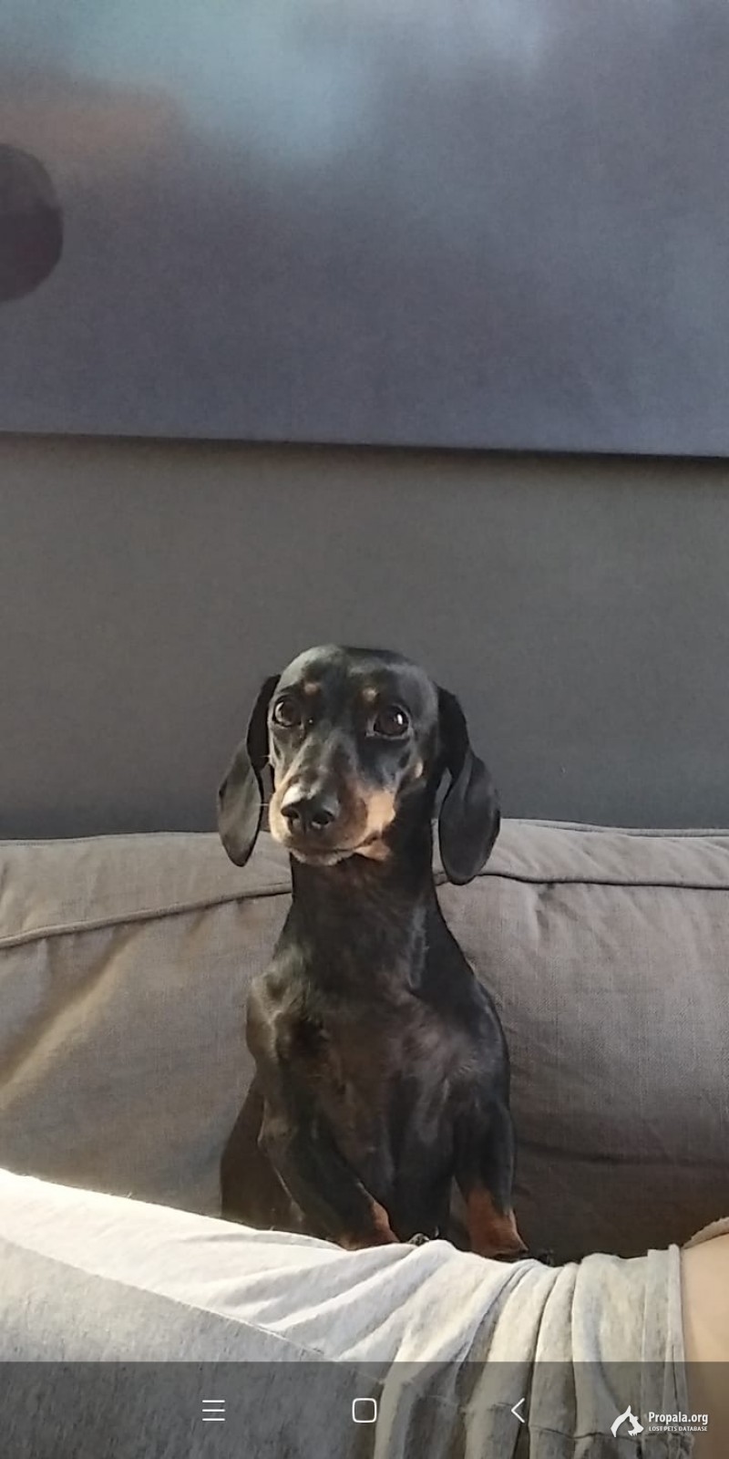 Пропала Такса Советский район