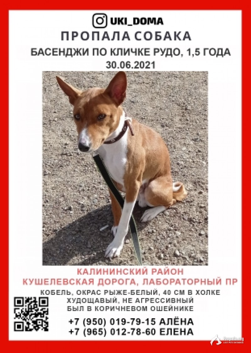 Пропала собака