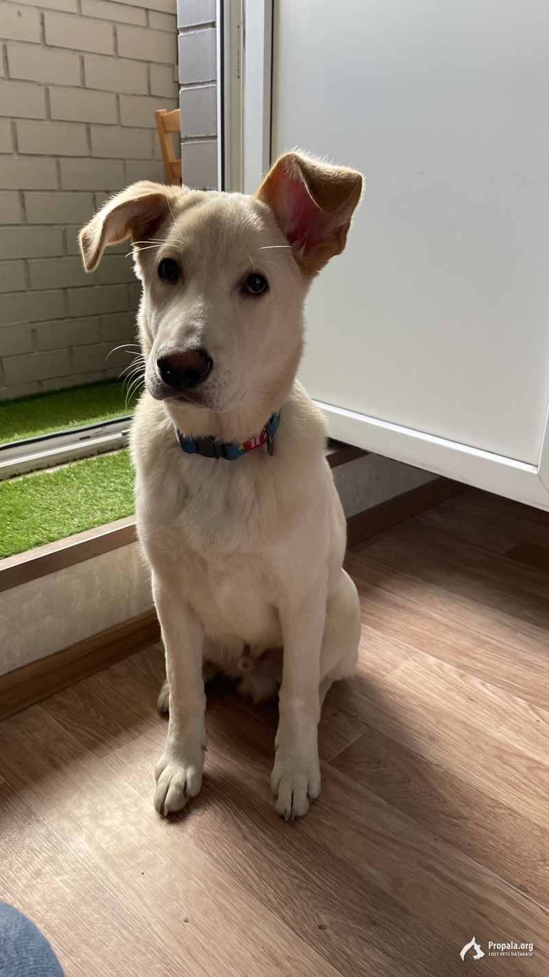 МО, Мытищи Найдена собака