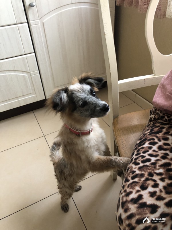 Малышка в розовом ошейнике ищет хозяина