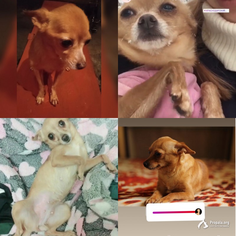 Пропала чихуахуа (член нашей семьи)