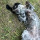 Пропала собака русский спаниель 