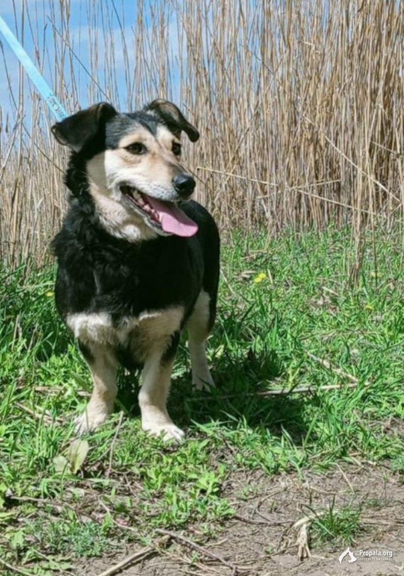 Пропала собака