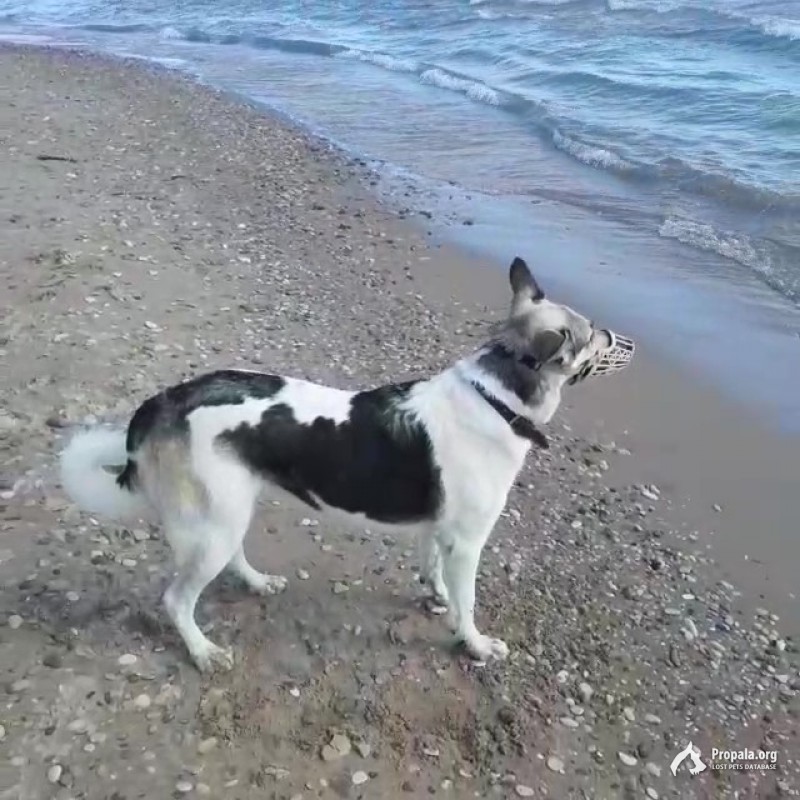 пропала собака