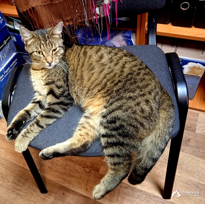 Найден котик