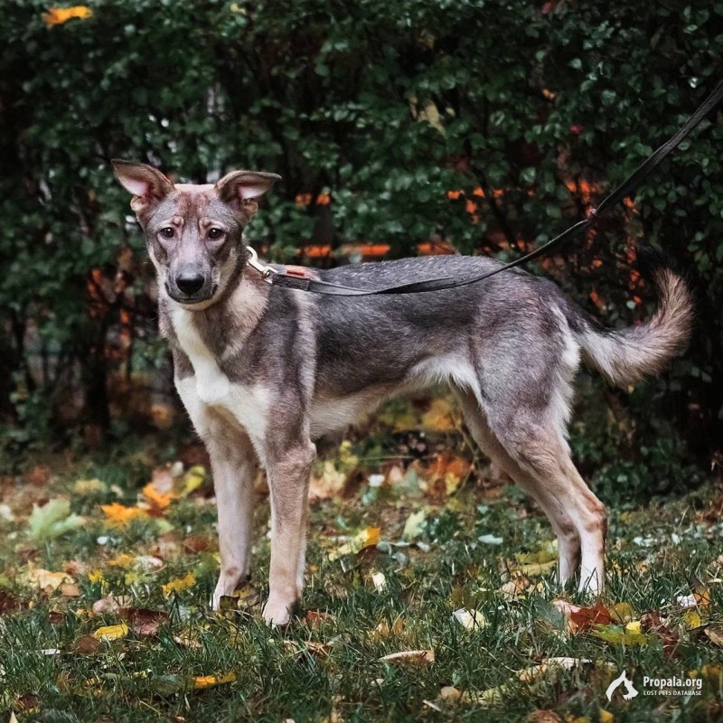 Ася 1 год ищет дом