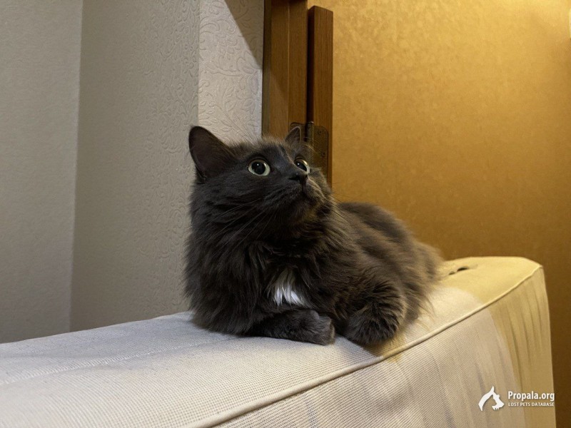 Серая Кошка, Нибелунг, Лемма, трусливая