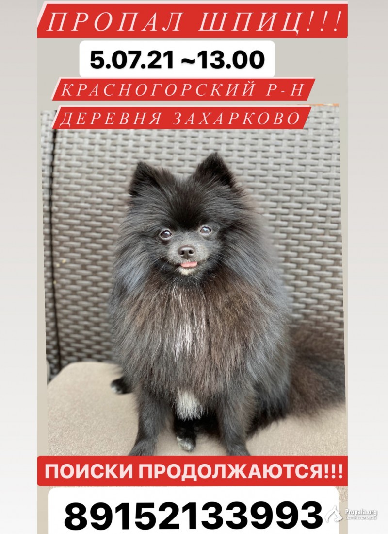 Пропал померанский шпиц!!!!