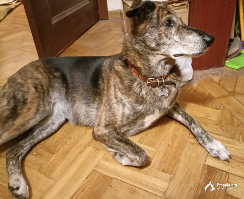 ПОТЕРЯЛАСЬ СОБАКА  23.11.2022 в 12.30 м. Войковская