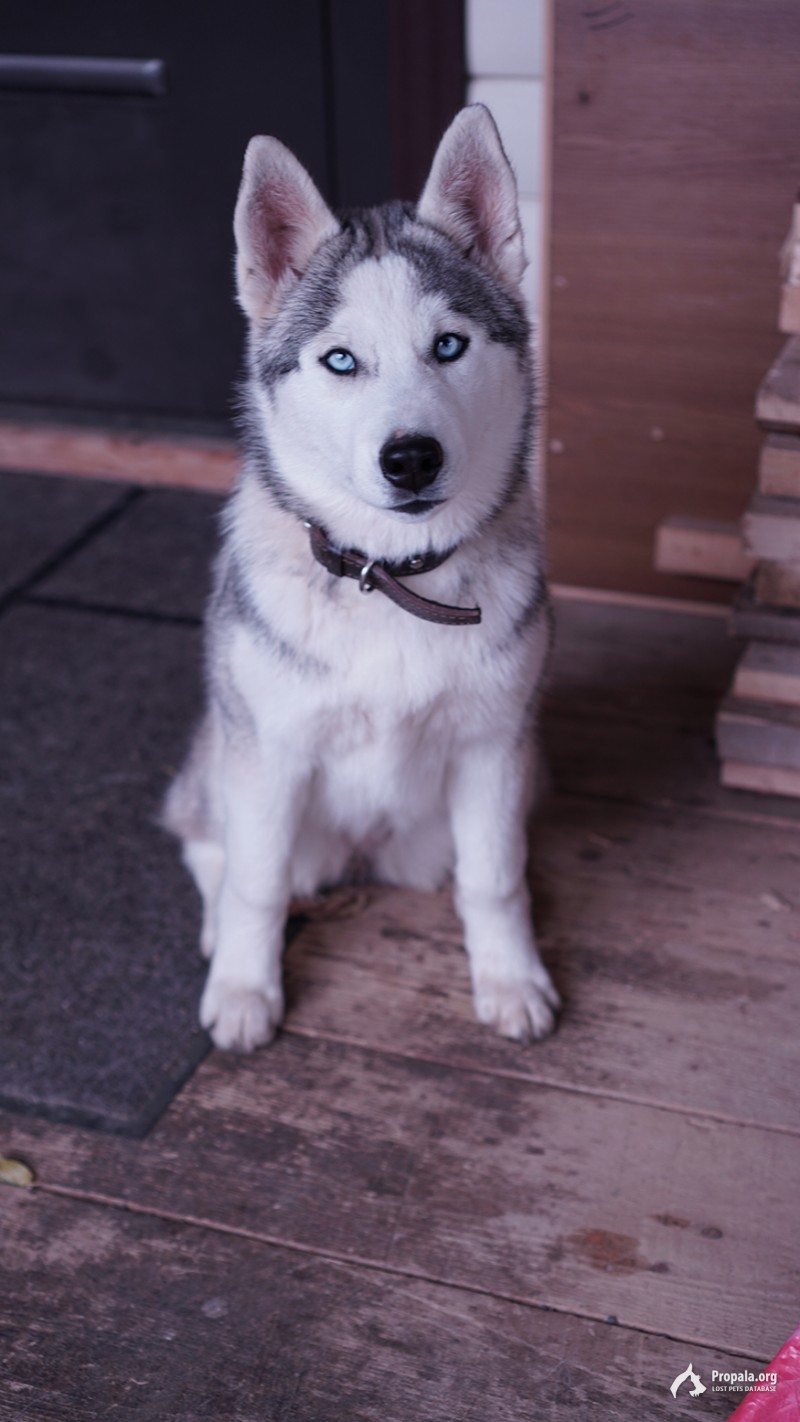 Потерялась Хаски девочка, Рязановское поселение, Москва